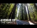 Avenue of the Giants One of California s Best Drives