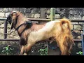 Lagu 530 ribu !! Bakalan Jantan Super Harga Murah Meriah !! Pasar Kambing Tuban 