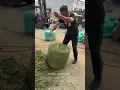 Pressed Grass into Bales for Silage Winter Feed for Cattle and Sheep