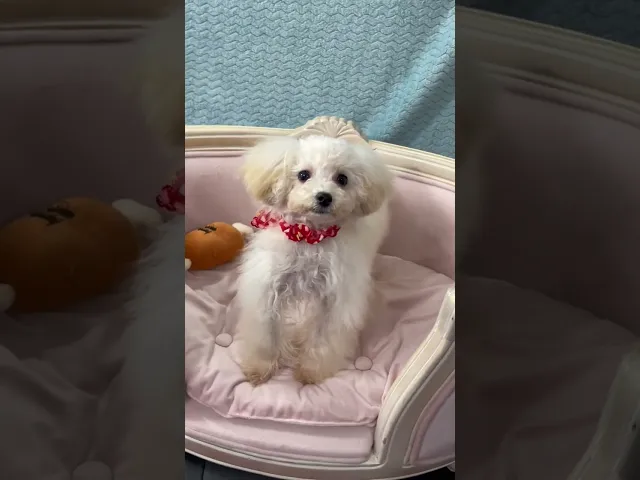 動画
