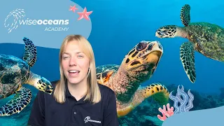 Species Spotlight Hawksbill Sea Turtles - Marine Biology for Kids
