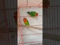 Download Lagu Fisher parrot breeder pair😱🦜 #bird #parrot #lovebird #1ksubscribers #viral #shorts #shortvideo