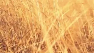 ام كلثوم       يا حبيبا  زرت يوما  أيكه   طائر الشوق أغني ألمي     الاطلال دندنها
