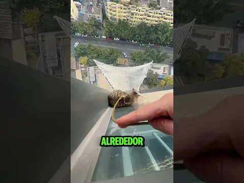 Gata quedó atrapada en lo alto de un edificio 🐱😱 #youtubeshorts