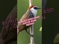 Download Lagu burung kaso kaso gacor, #burung kaso kaso gacor full isian, #kicaumania #birds #burung