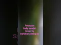 Download Lagu lirikpopuler #peterpan #sallysendiri #acousticcover #jangkauanluas #fypviral #lfl
