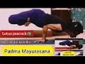 Padma Mayurasana Step by Step How to do Peacock Pose Padma Mayurasana Lotus Peacock Pose