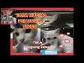 Download Lagu suara kucing pengusir tikus 12 jam nonstop