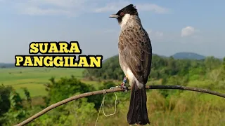 suara burung kutilang gacor memanggil lawan kutilang liar langsung nyaut dan mendekat 