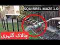 Backyard Squirrel Maze 1 0 - Ninja Warrior Course