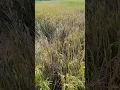 Download Lagu terserang wereng dan roboh #short #shortvideo #shorts #tanipedia #pertanian #petani #padi #sawah