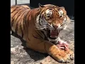 Download Lagu Tiger roar - Rugido do tigre - Rugido de Tigre