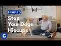 How to Stop Your Dog s Hiccups Chewtorials