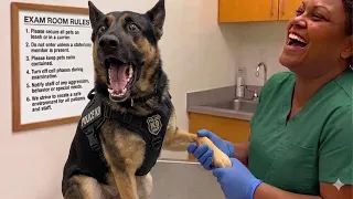 When Cute Dogs Who Interrupt Their Own Vet Checkups😍 Funniest Dog Reactions!