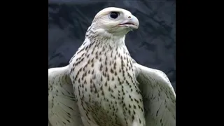 يا طير وضبتك بتدريب   هند دندنها