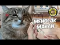 Download Lagu BAKSO LAGI