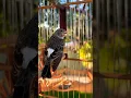 Download Lagu YOU HAVE TO SEE THIS | Beautiful Gray Singing Finch | Edel Sanger Gacor | White rumped seedeater CD