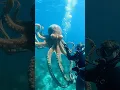 Download Lagu Diver's Deep-Sea Octopus Encounter#Marine Friendship#Deep-Sea Encounter#Octopus Interaction