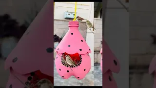 Diy Bird House From Bottle Shortsfeed Shorts 