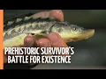 Beluga Sturgeon - A Prehistoric Survivor s Battle for Existence Full Documentary