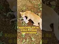 Download Lagu kenapa kucing ini memakan anaknya