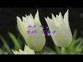 ごめんね・・・　高橋 真梨子　Gomenne・・・ Takahashi Mariko