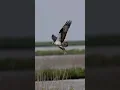 Download Lagu Osprey’s incredible dive \u0026 catch 🐟 !! Copyrighted 🎥 Canon R1 + RF 100-500 #wildlife #birds