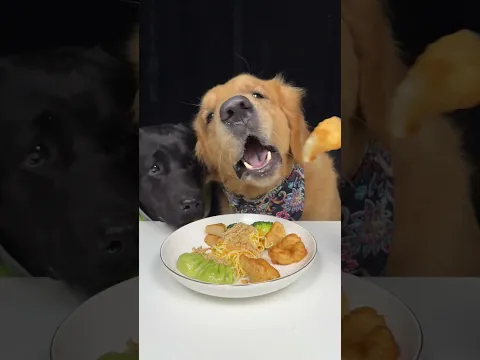 You're the Only One I'd Share This With. Golden and Labrador. Cute Pet Debut Plan