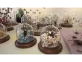 Making art from bugs