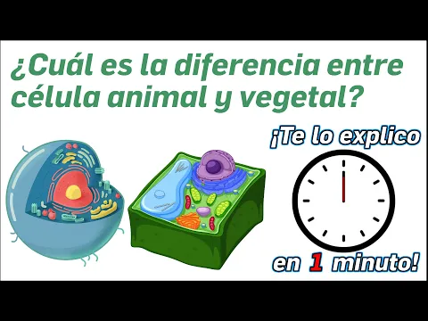 Download MP3 90.- ¿Cuál es la diferencia entre célula animal y vegetal? - ¡Te lo Explico en Un Minuto!