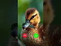 cute duckling Calling 📱☎️😍😍 #ringtone #smartphone #music #ringtones #song