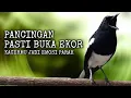 Download Lagu PANCINGAN SUARA BURUNG KACER GACOR SUARA NGEMPLONG PARAH, AUDIO SUPER JERNIH