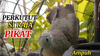 suara perkutut lokal pemikat cocok untuk masteran dan pikat videos suryaperkutut