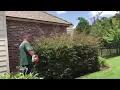 Stihl Km94 Articulating Hedge Trimmer - Lorapetulum hedge trimming