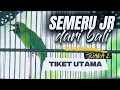 Download Lagu BALI mendominasi ⁉️ kelas cucak hijau tiket utama, juara 1 dan 2 didominasi oleh BALI🤙🤙🤙