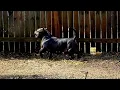 Extreme American Bully