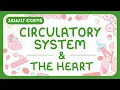 The Circulatory System The Heart