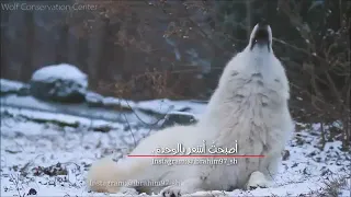 حالات واتساب الذئب جميلا 