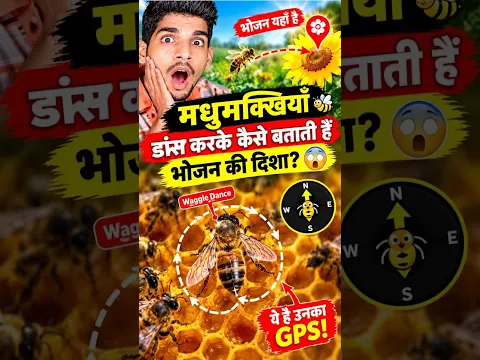 🐝 मधुमक्खियाँ डांस करके कैसे बताती हैं भोजन की दिशा? 😱.TrainYourBrain