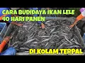 Download Lagu CARA BUDIDAYA IKAN LELE 40 HARI PANEN, DI KOLAM TERPAL, MUDAH UNTUK PEMULA