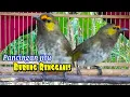 Download Lagu SUARA PIKAT BURUNG RENGGANIS|•GACOR DOR