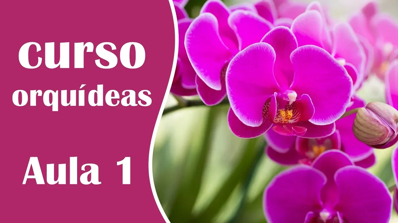 MINICURSO DE COMO CUIDAR DE ORQUÍDEAS AULA 1 TIPOS DE ORQUÍDEAS E CUIDADOS BÁSICOS