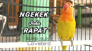 Download Lovebird paud ngekek jeda rapet bukan Balibu Konslet MP3