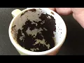 Leo July 27 2026 Weekly Coffee Cup Reading by Cognitive Universe