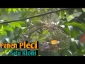Download Lagu Pikat Pleci dapat satu koloni - Panen Pleci