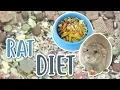 RAT DIET 101 What should you feed your Rats