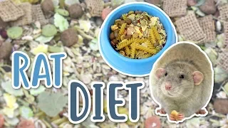 RAT DIET 101 What should you feed your Rats