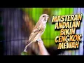 Download Lagu FAVORITE BIKIN CENGKOK MEWAH! Masteran blackthroat gacor suara jernih lagu lelah DURASI panjang