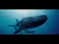 Download Lagu Postcard from Nosy Be  Shot on RED Weapon 8K   An adventure by Scubapro
