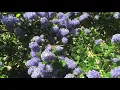 Download Lagu Waarom elke tuin een Ceanothus (Amerikaanse Sering) zou moeten hebben!